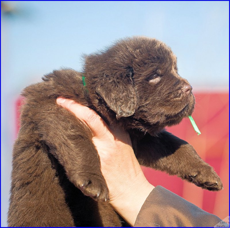 Фотография № 207367