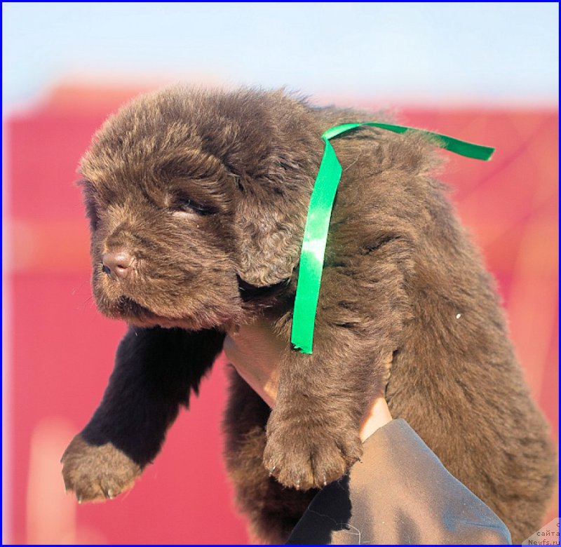 Фотография № 207370