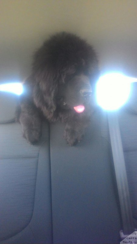 Фото: ньюфаундленд Jerar Moro Lerua (Жерар Моро Леруа)