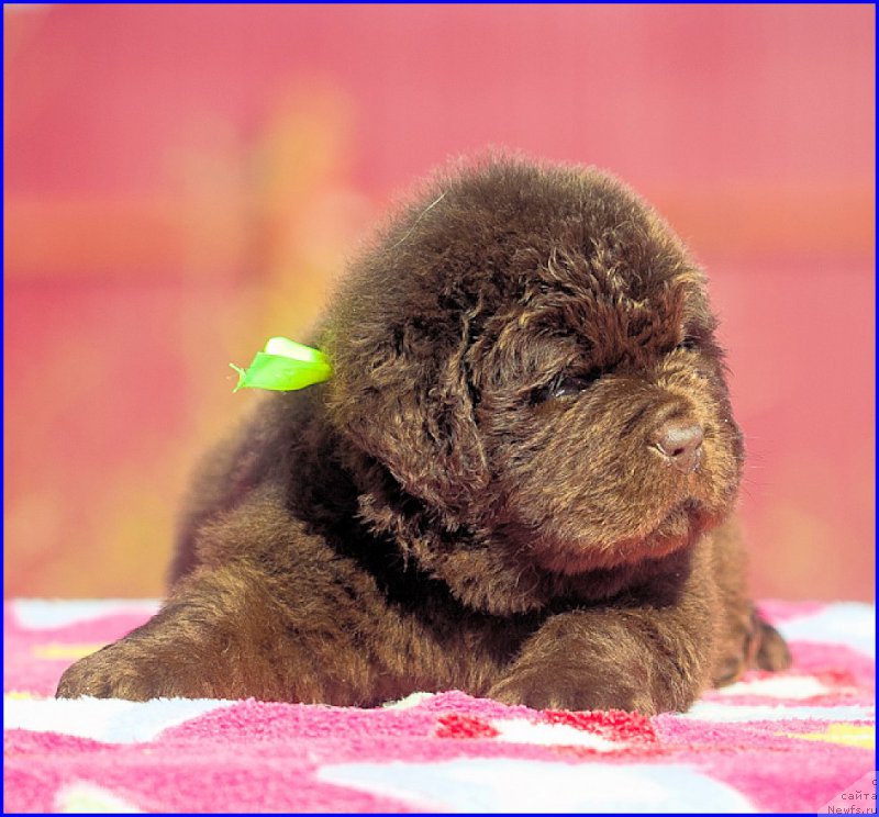 Фотография № 207375