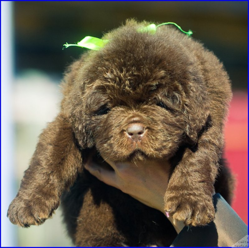 Фотография № 207378