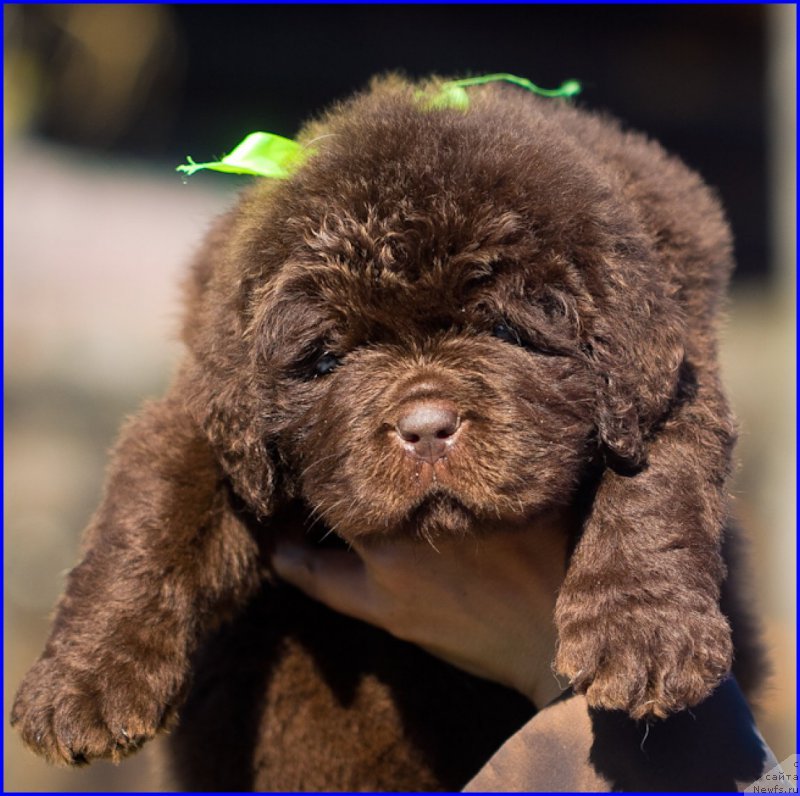 Фотография № 207379