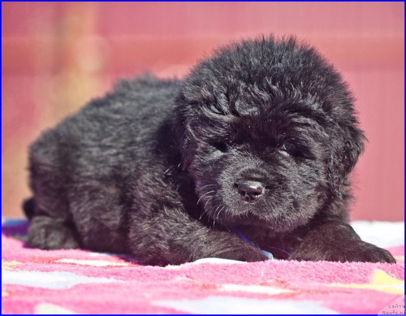 Фотография № 207383