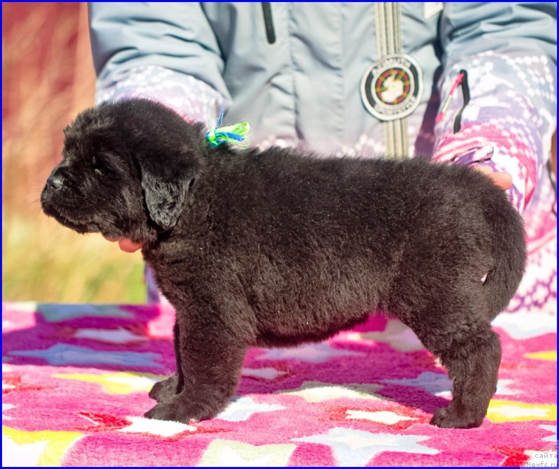 Фотография № 207385