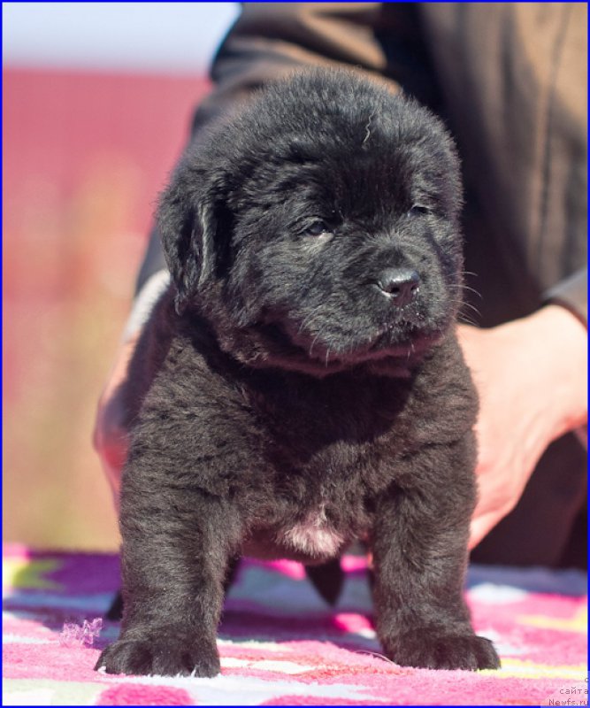 Фотография № 207386