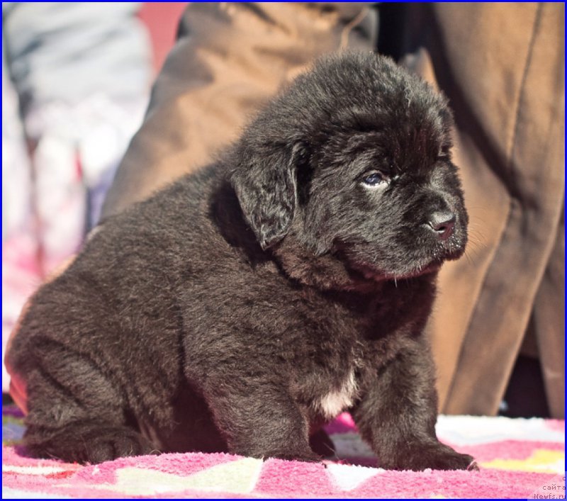 Фотография № 207387