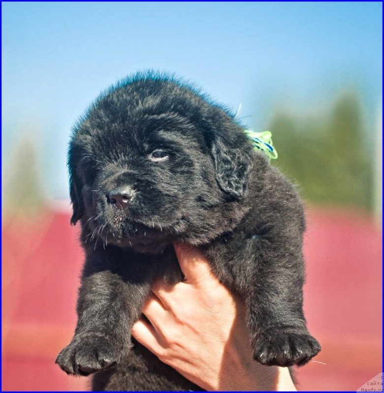 Фотография № 207389