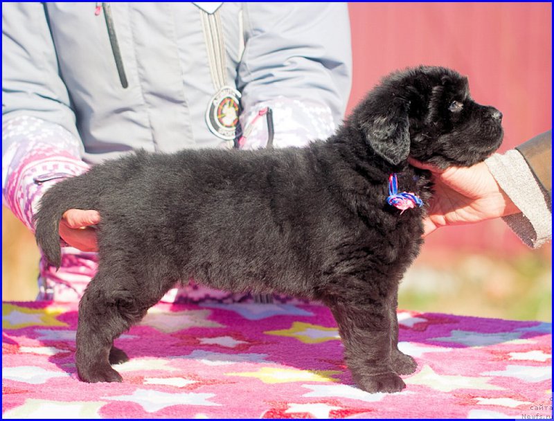 Фотография № 207392