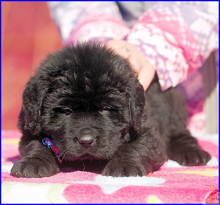 Фотография № 207393