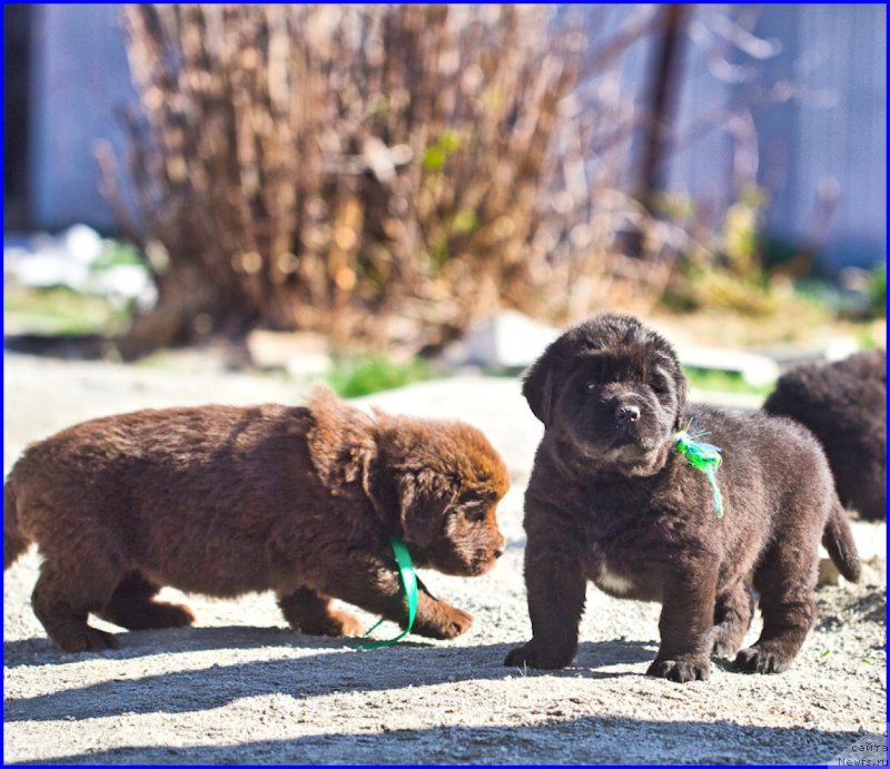 Фото: ньюфаундленд Brownblood MSK Hakim Gold Haydar (Браунблад МСК Хаким Голд Хайдар), ньюфаундленд N'yufort Lapochka Dochka (Ньюфорт Лапочка Дочка), дети