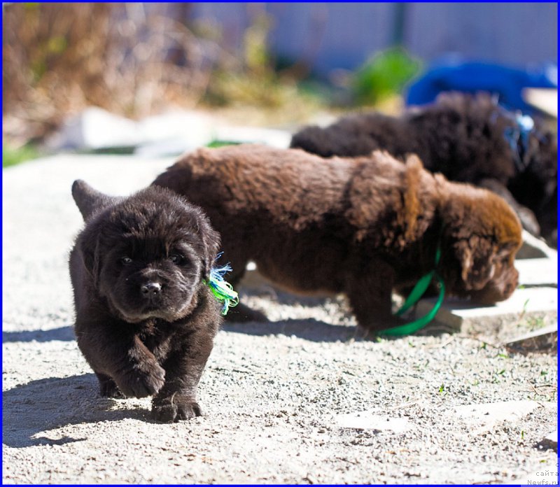 Фото: ньюфаундленд Brownblood MSK Hakim Gold Haydar (Браунблад МСК Хаким Голд Хайдар), ньюфаундленд N'yufort Lapochka Dochka (Ньюфорт Лапочка Дочка), дети