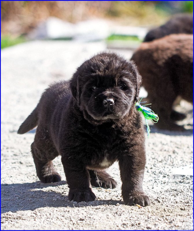 Фото: ньюфаундленд Brownblood MSK Hakim Gold Haydar (Браунблад МСК Хаким Голд Хайдар), ньюфаундленд N'yufort Lapochka Dochka (Ньюфорт Лапочка Дочка), дети