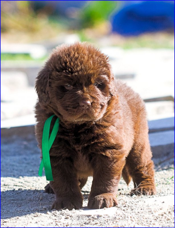 Фото: ньюфаундленд Brownblood MSK Hakim Gold Haydar (Браунблад МСК Хаким Голд Хайдар), ньюфаундленд N'yufort Lapochka Dochka (Ньюфорт Лапочка Дочка), дети
