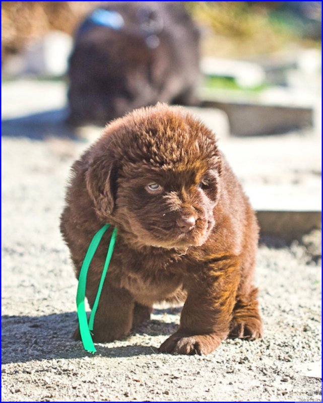 Фото: ньюфаундленд Brownblood MSK Hakim Gold Haydar (Браунблад МСК Хаким Голд Хайдар), ньюфаундленд N'yufort Lapochka Dochka (Ньюфорт Лапочка Дочка), дети