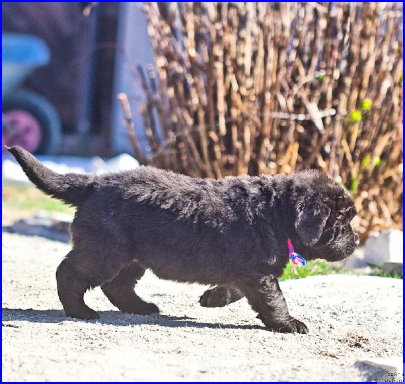 Фото: ньюфаундленд Brownblood MSK Hakim Gold Haydar (Браунблад МСК Хаким Голд Хайдар), ньюфаундленд N'yufort Lapochka Dochka (Ньюфорт Лапочка Дочка), дети