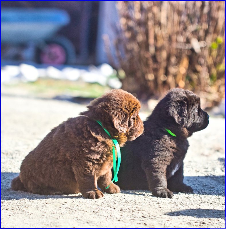 Фото: ньюфаундленд Brownblood MSK Hakim Gold Haydar (Браунблад МСК Хаким Голд Хайдар), ньюфаундленд N'yufort Lapochka Dochka (Ньюфорт Лапочка Дочка), дети