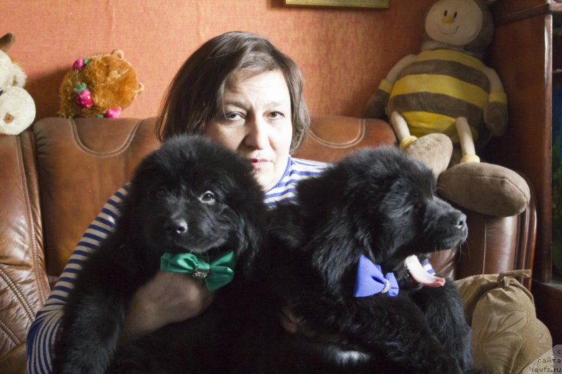 Фото: ньюфаундленд Saif Sozvezdie Oriona (Саиф Созвездие Ориона), ньюфаундленд Sirius Bol'shoy Pes (Сириус Большой Пес), Liliana Rahmatova (Лилиана Рахматова)