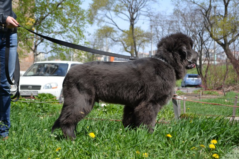 Фото: ньюфаундленд Talisman Morya Lyend Rover (Талисман Моря Лэнд Ровер)