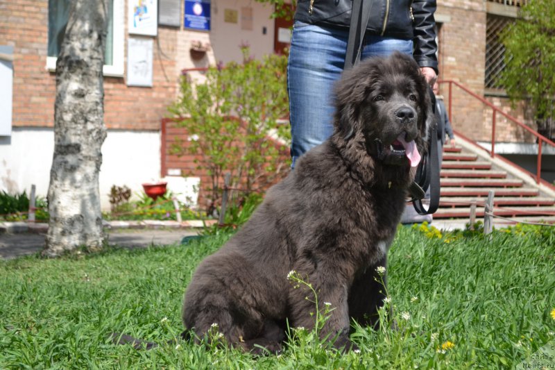 Фото: ньюфаундленд Talisman Morya Lyend Rover (Талисман Моря Лэнд Ровер)