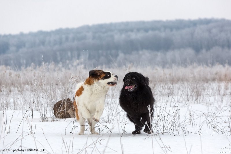 Фото: ньюфаундленд Vakula Olimpiyskiy Mishka (Вакула Олимпийский Мишка), Принцесса