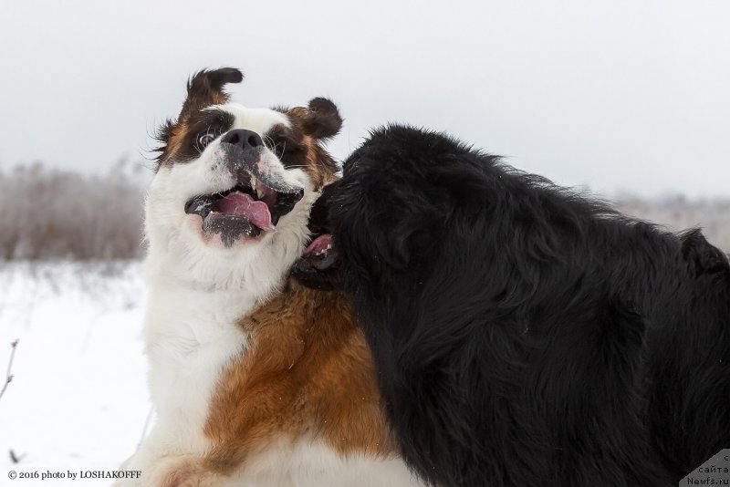 Фото: ньюфаундленд Vakula Olimpiyskiy Mishka (Вакула Олимпийский Мишка), Принцесса