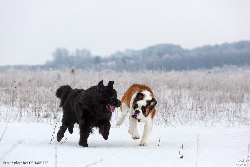 Фото: ньюфаундленд Vakula Olimpiyskiy Mishka (Вакула Олимпийский Мишка), Принцесса