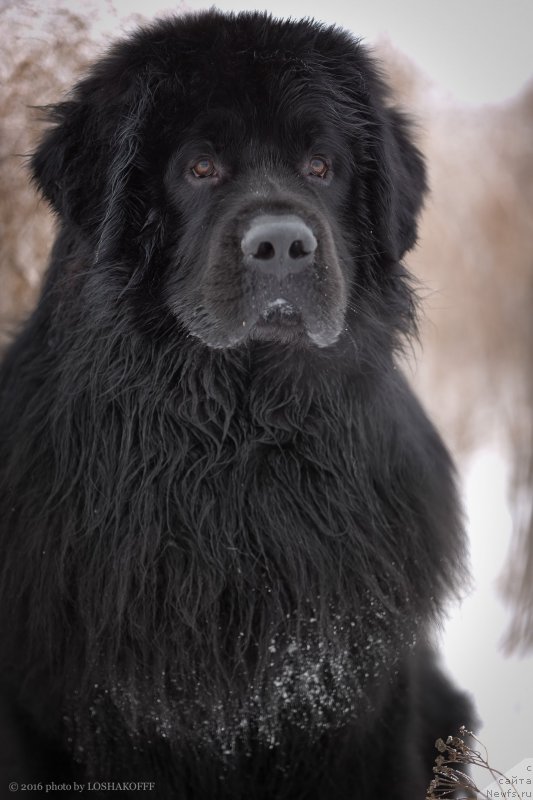 Фото: ньюфаундленд Vakula Olimpiyskiy Mishka (Вакула Олимпийский Мишка)
