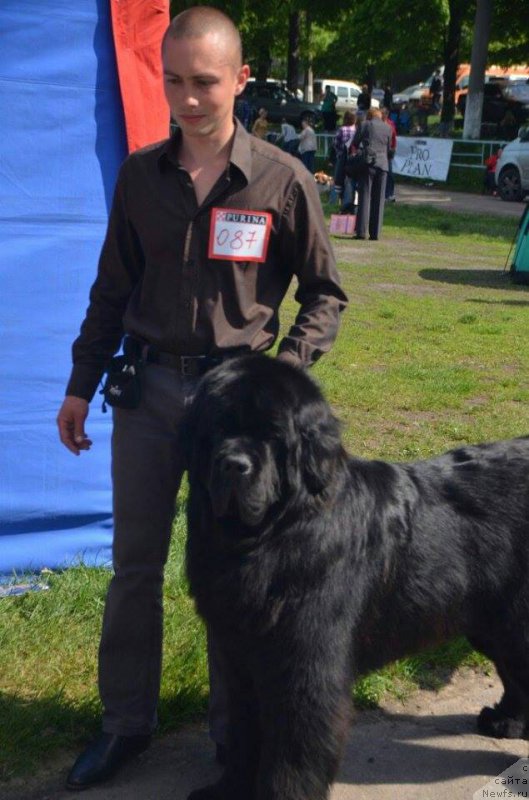 Фото: ньюфаундленд Valeur Absolue Dinastiya Soverchenstva