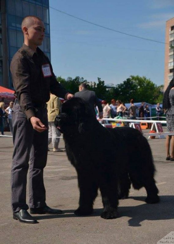 Фото: ньюфаундленд Valeur Absolue Dinastiya Soverchenstva