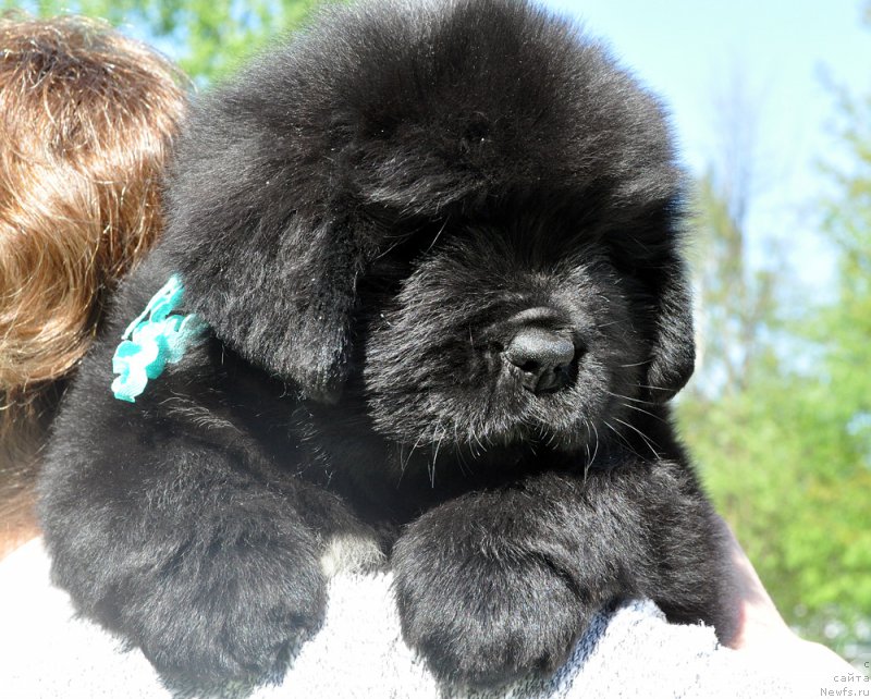 Фотография № 207426