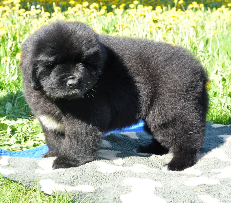 Фото: Бегущая по волнам Год Блесс Квин