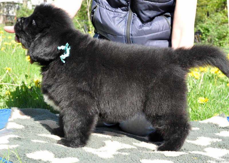 Фотография № 207428