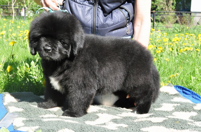 Фото: Бегущая по волнам Год Блесс Квин