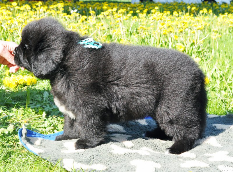 Фотография № 207430