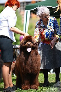 Фото: ньюфаундленд Njufort Vozdushny Potseluy (Ньюфорт Воздушный Поцелуй)