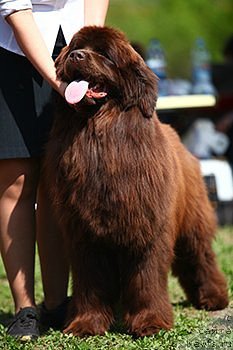 Фото: ньюфаундленд Njufort Vozdushny Potseluy (Ньюфорт Воздушный Поцелуй)