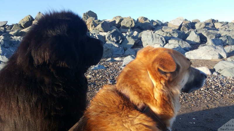 Фото: ньюфаундленд Akvatoriya Kelvin YU Myeyk May Drim (Акватория Келвин Ю Мэйк Май Дрим), ньюфаундленд Akvatoriya Kelvin YU Myeyk May Drim (Акватория Келвин Ю Мэйк Май Дрим)