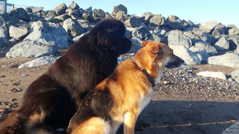 Фото: ньюфаундленд Akvatoriya Kelvin YU Myeyk May Drim (Акватория Келвин Ю Мэйк Май Дрим)