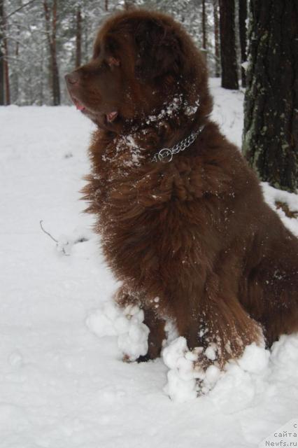 Фото: ньюфаундленд Sandra