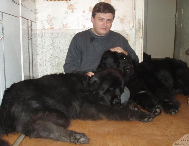 Фото: ньюфаундленд Aleks Dikson (Алекс Диксон), Oleg Bocharov (Олег Бочаров), ньюфаундленд Mag Ispolin Kopperfil'd (Маг Исполин Копперфильд)