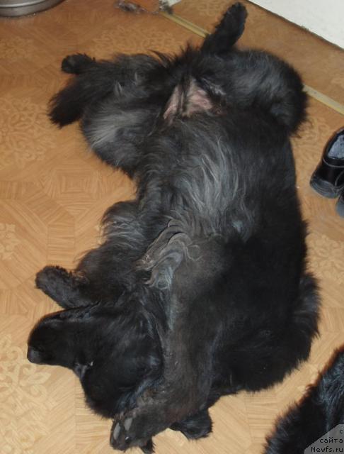 Фото: ньюфаундленд Aleks Dikson (Алекс Диксон)