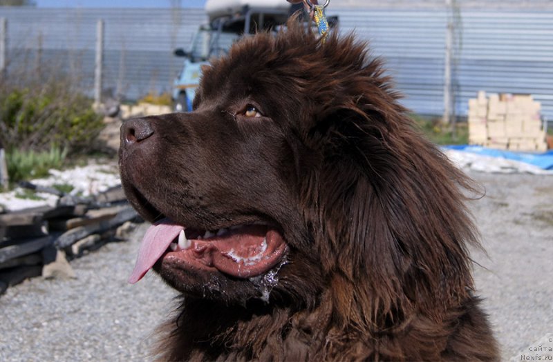 Фото: ньюфаундленд Super Bizon Otis Tobias (Супер Бизон Отис Тобиас)