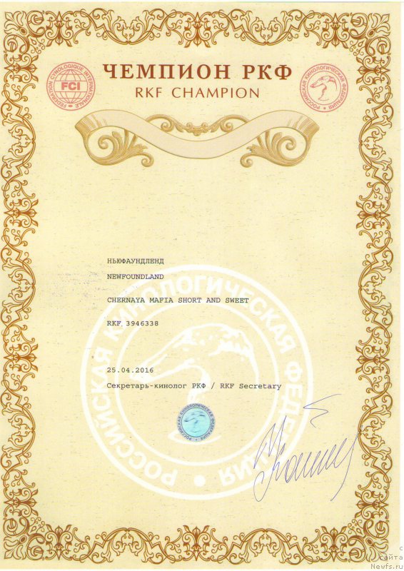 Фото: ньюфаундленд Chernaya Mafia Short and Sweet (Черная Мафия Шорт анд Свеет)