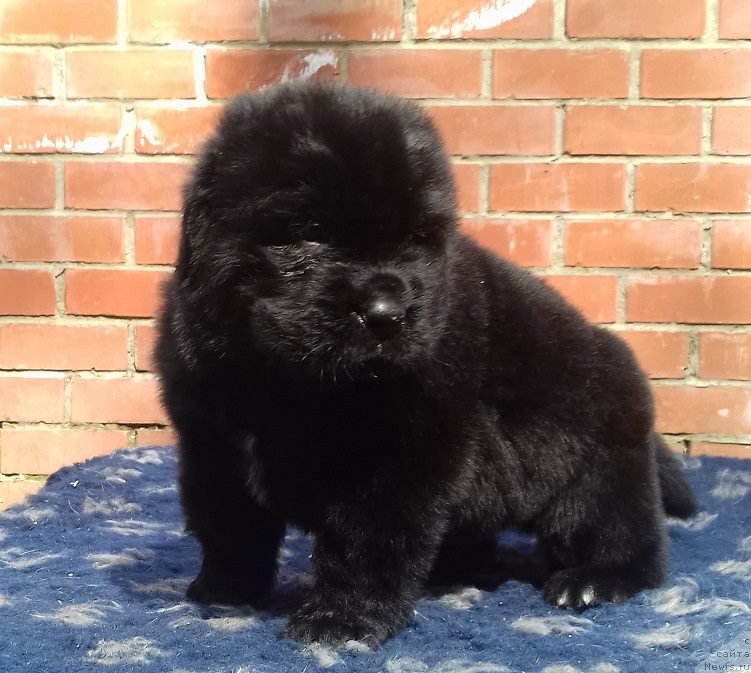 Фото: ньюфаундленд Super Premium Car' Baloven' (Супер Премиум Царь Баловень)