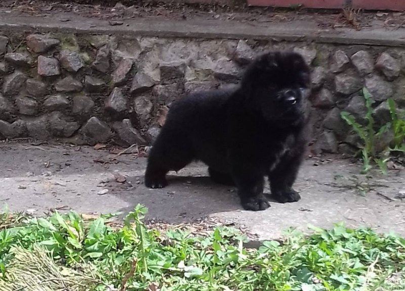 Фото: ньюфаундленд Super Premium Car' Baloven' (Супер Премиум Царь Баловень)