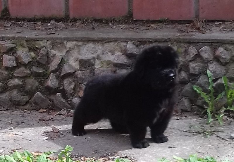 Фото: ньюфаундленд Super Premium Car' Baloven' (Супер Премиум Царь Баловень)