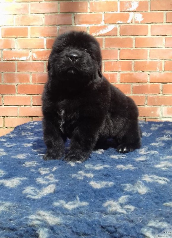 Фото: ньюфаундленд Super Premium Car' Baloven' (Супер Премиум Царь Баловень)