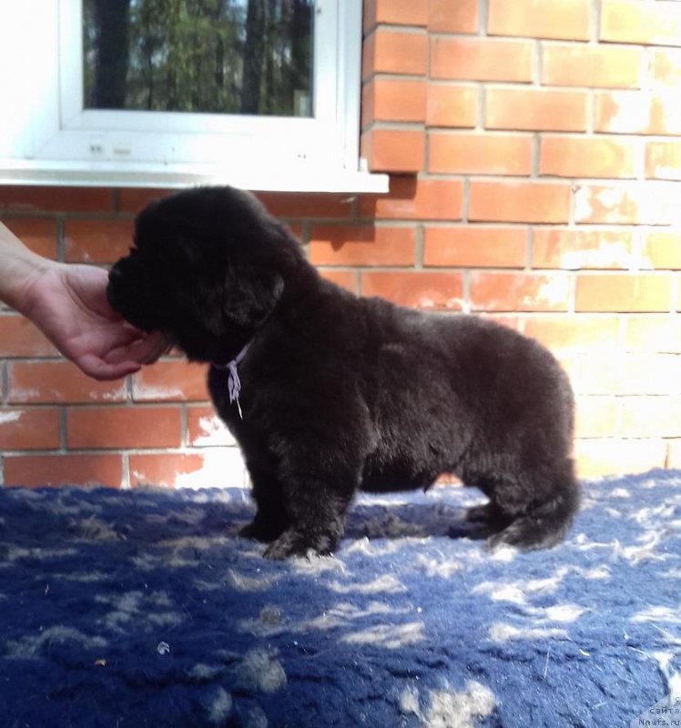 Фотография № 207467