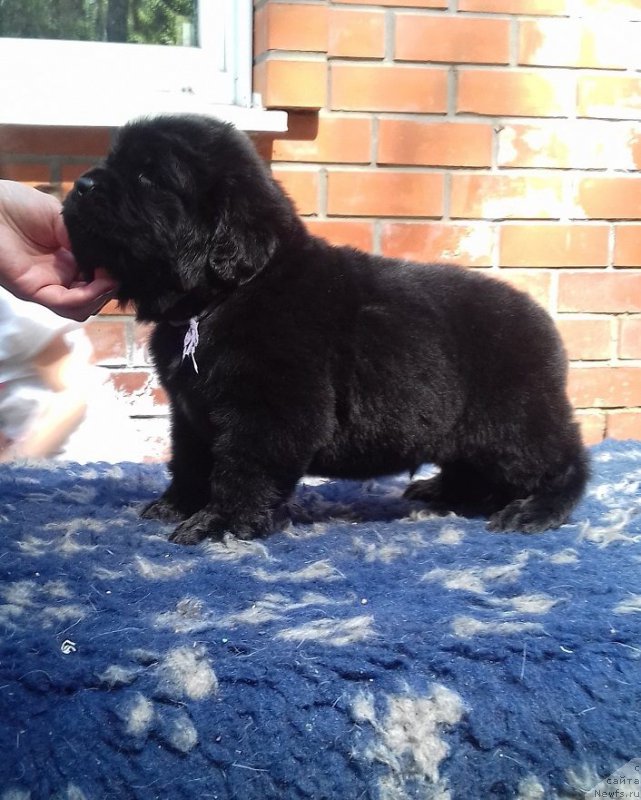 Фотография № 207468