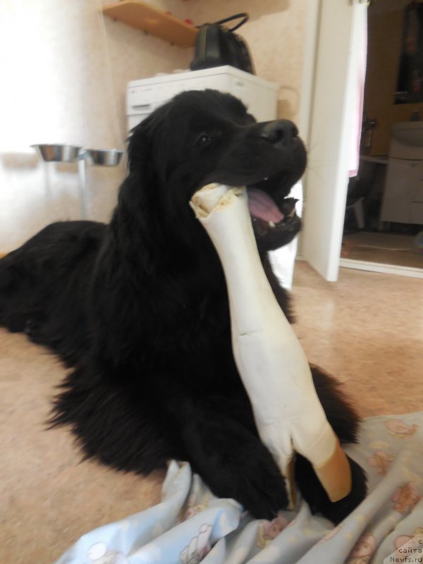 Фото: ньюфаундленд Belkonder-Club Jamaica Blue Mountin (Белкондер-Клаб Ямайка Блю Маунтин)